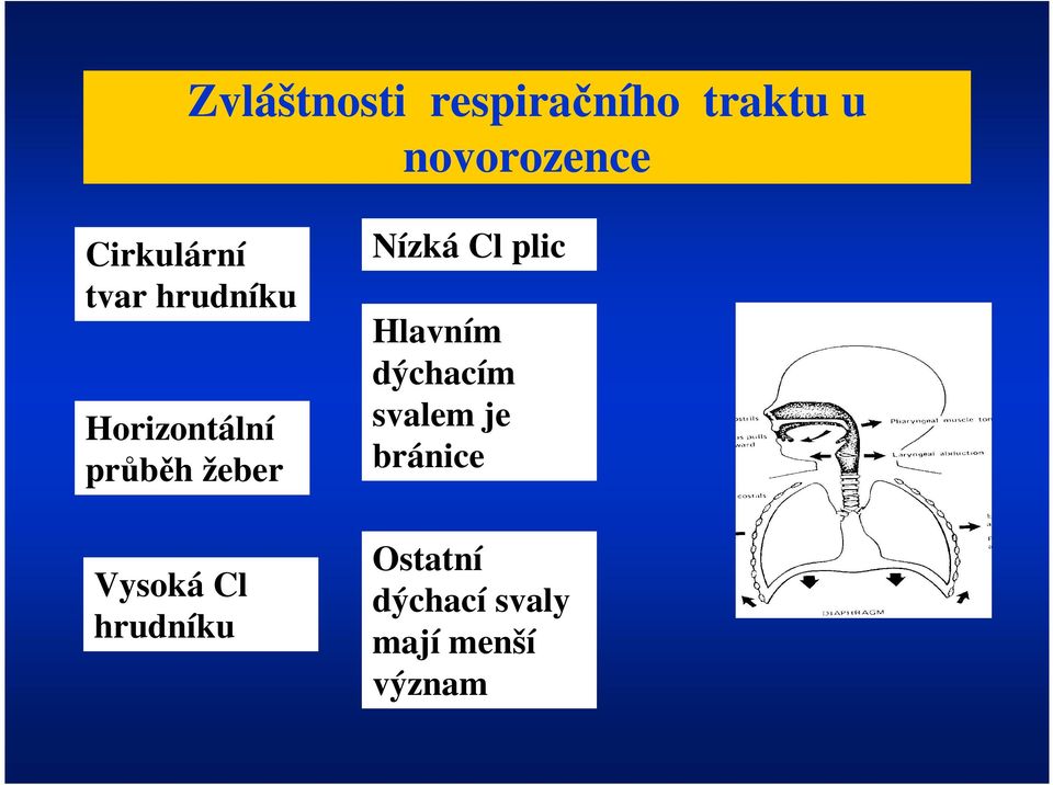 Vysoká Cl hrudníku Nízká Cl plic Hlavním dýchacím