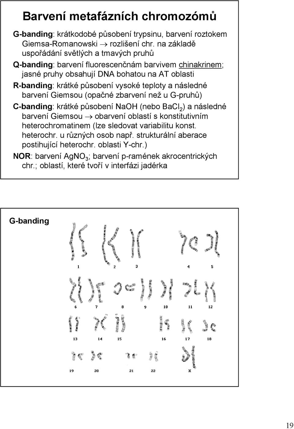 teploty a následné barvení Giemsou (opačné zbarvení než u G-pruhů) C-banding: krátké působení NaOH (nebo BaCl 2 ) a následné barvení Giemsou obarvení oblastí s konstitutivním