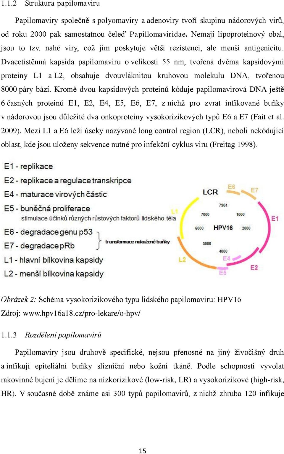 Dvacetistěnná kapsida papilomaviru o velikosti 55 nm, tvořená dvěma kapsidovými proteiny L1 a L2, obsahuje dvouvláknitou kruhovou molekulu DNA, tvořenou 8000 páry bází.