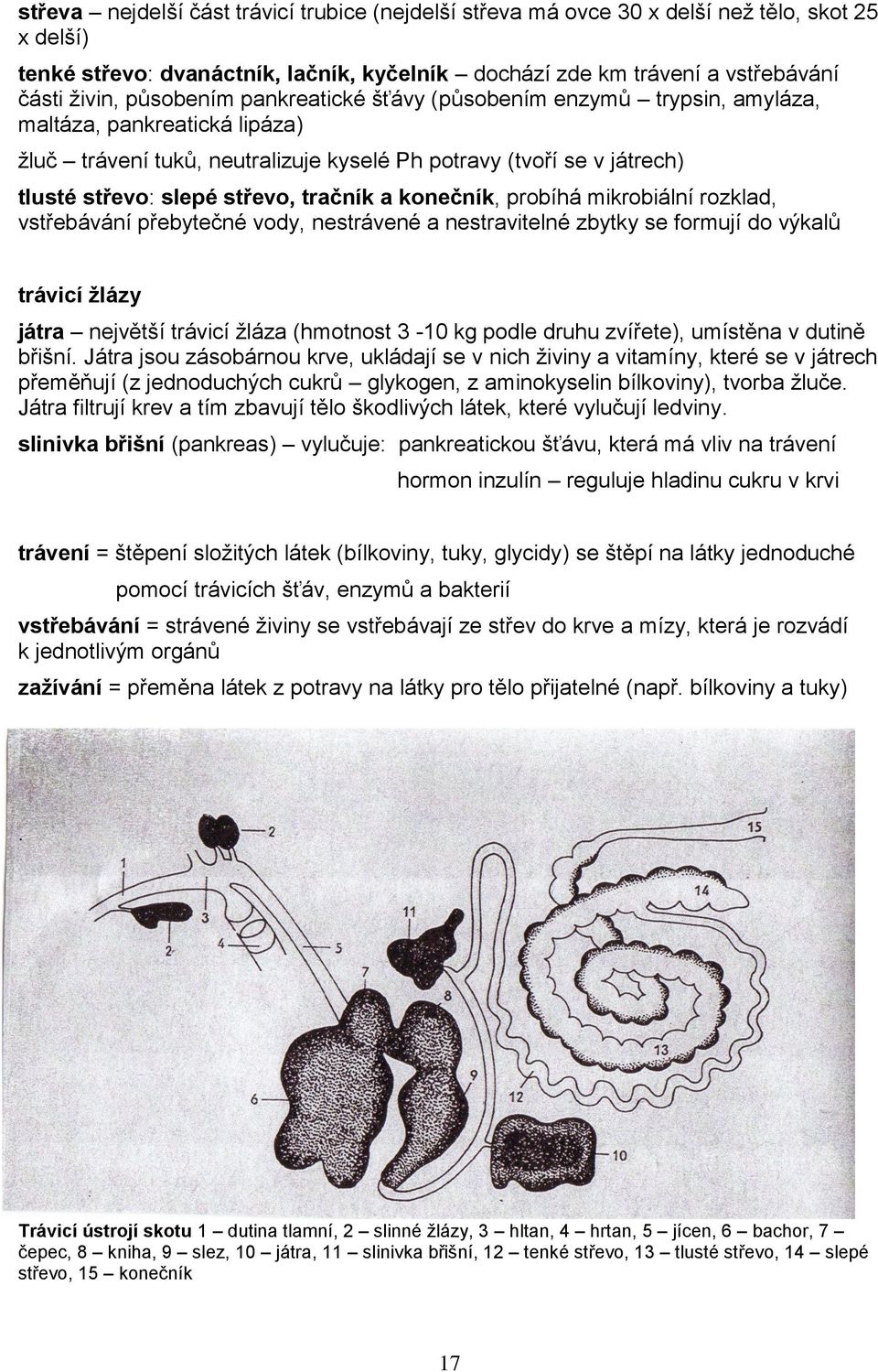 tračník a konečník, probíhá mikrobiální rozklad, vstřebávání přebytečné vody, nestrávené a nestravitelné zbytky se formují do výkalů trávicí ţlázy játra největší trávicí ţláza (hmotnost 3-10 kg podle