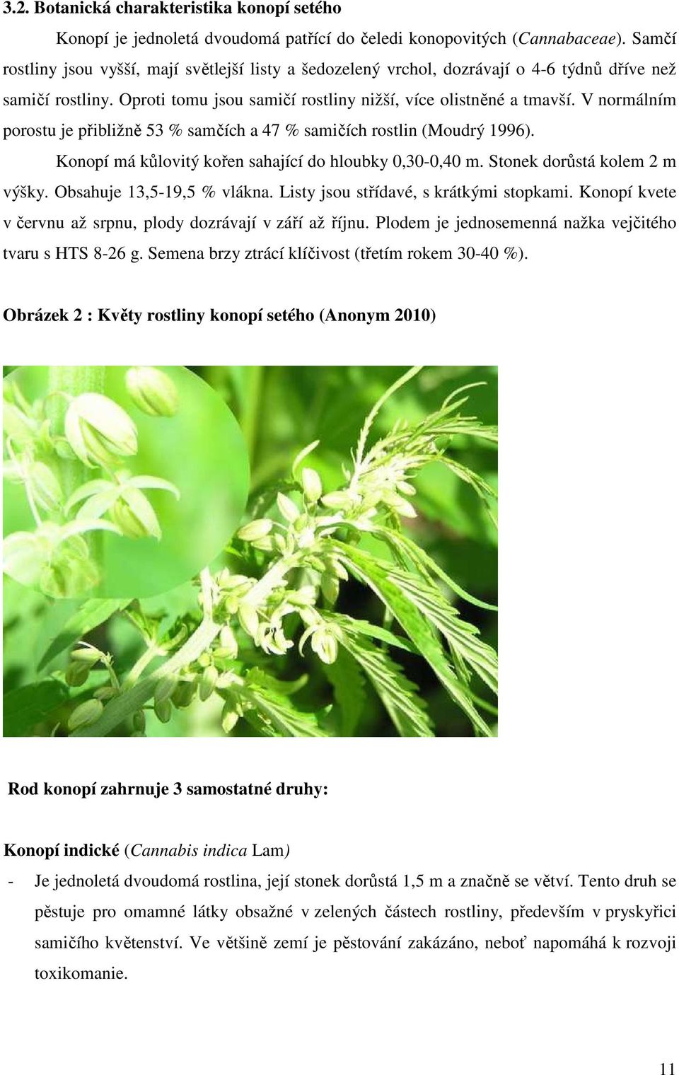 V normálním porostu je přibližně 53 % samčích a 47 % samičích rostlin (Moudrý 1996). Konopí má kůlovitý kořen sahající do hloubky 0,30-0,40 m. Stonek dorůstá kolem 2 m výšky.