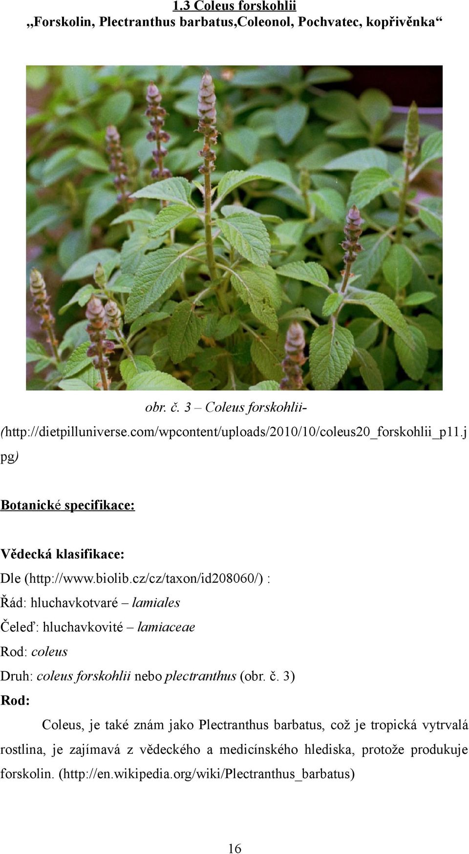 cz/cz/taxon/id208060/) : Řád: hluchavkotvaré lamiales Čeleď: hluchavkovité lamiaceae Rod: coleus Druh: coleus forskohlii nebo plectranthus (obr. č.