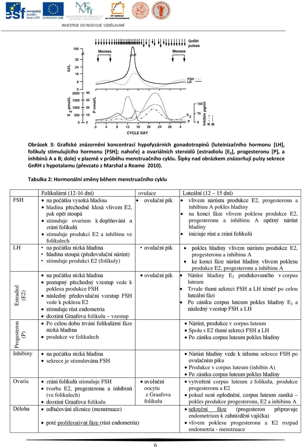 Šipky nad obrázkem znázorňují pulzy sekrece GnRH z hypotalamu (převzato z Marshal a Reame 2010).