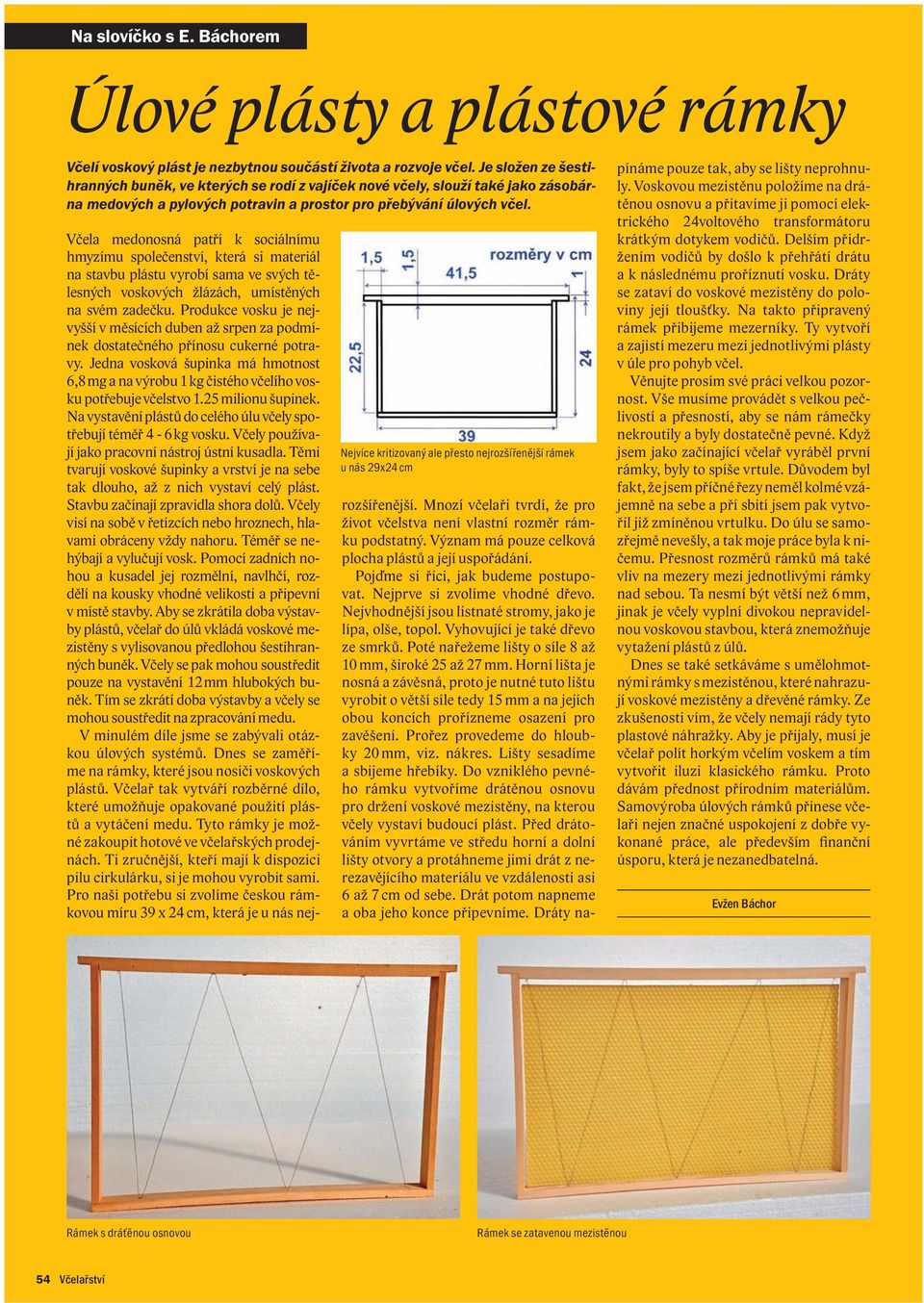 Nejvíce kritizovaný ale přesto nejrozšířenější rámek u nás 29x24 cm Včela medonosná patří k sociálnímu hmyzímu společenství, která si materiál na stavbu plástu vyrobí sama ve svých tělesných