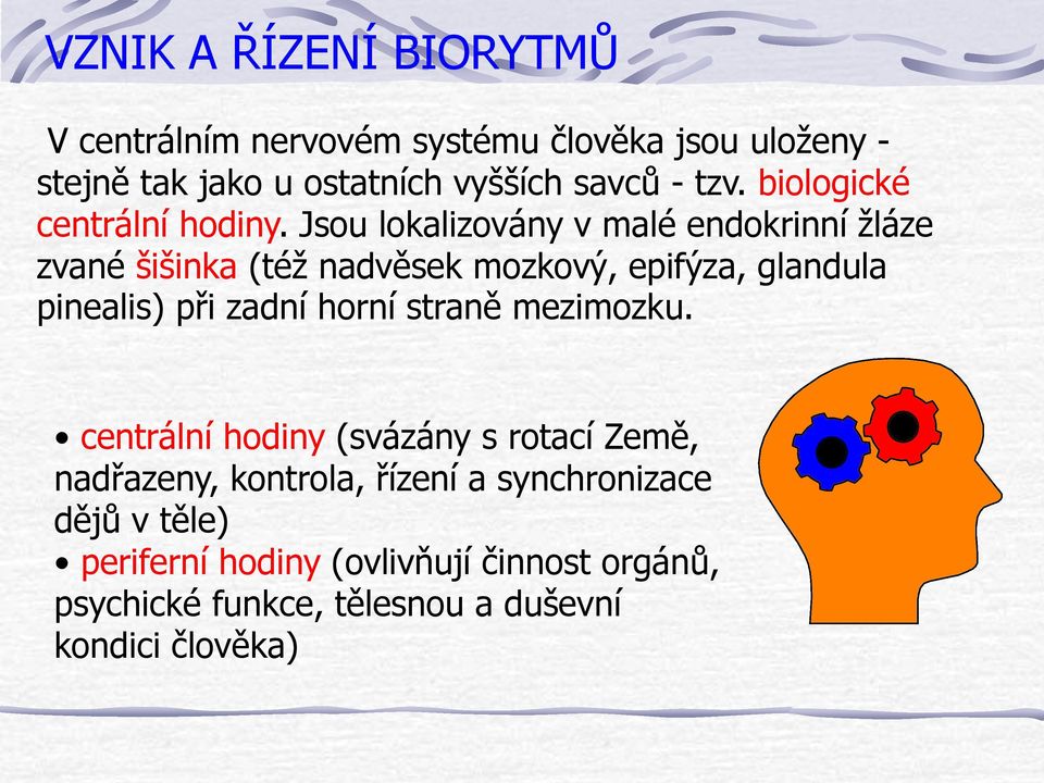 Jsou lokalizovány v malé endokrinní žláze zvané šišinka (též nadvěsek mozkový, epifýza, glandula pinealis) při zadní horní