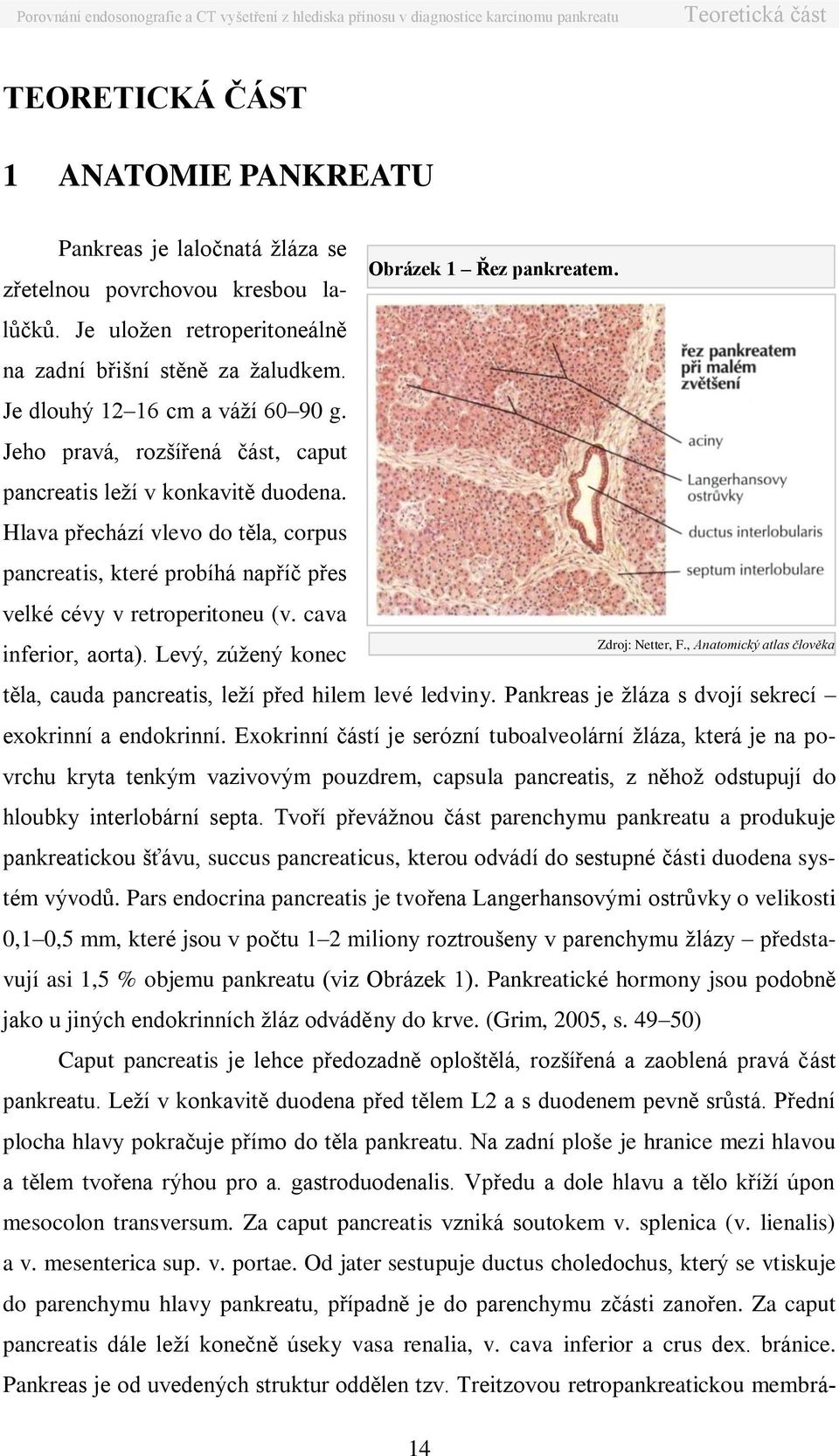 Hlava přechází vlevo do těla, corpus pancreatis, které probíhá napříč přes velké cévy v retroperitoneu (v. cava inferior, aorta). Levý, zúžený konec Obrázek 1 Řez pankreatem. Zdroj: Netter, F.