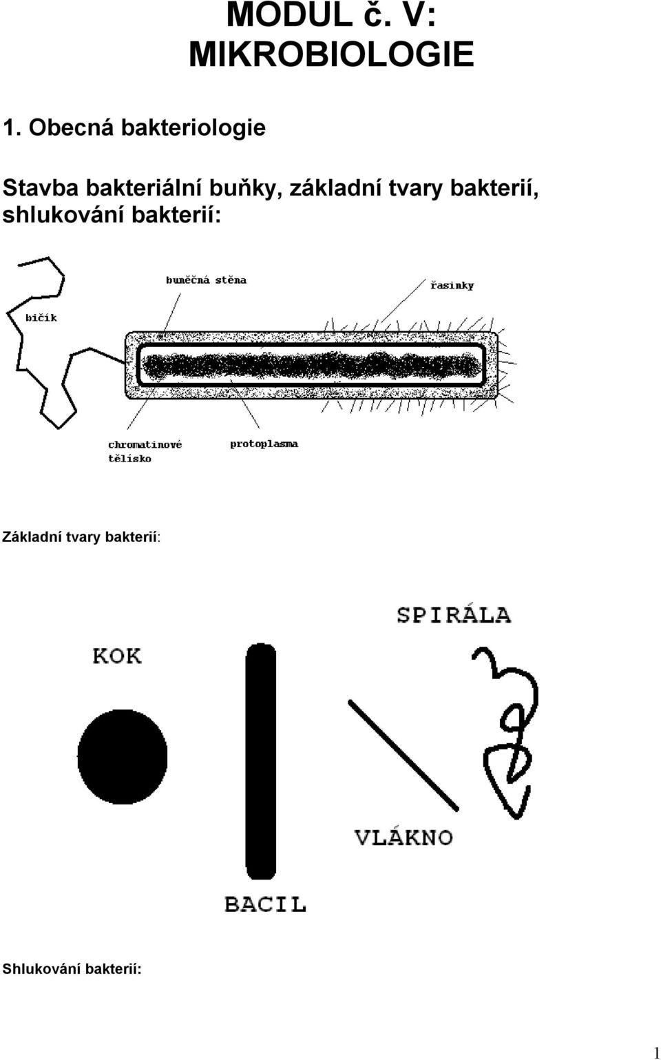 buňky, základní tvary bakterií, shlukování