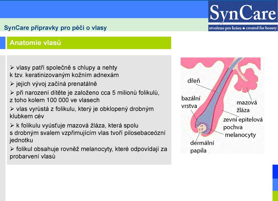 folikulů, z toho kolem 100 000 ve vlasech Ø vlas vyrůstá z folikulu, který je obklopený drobným klubkem cév Ø k