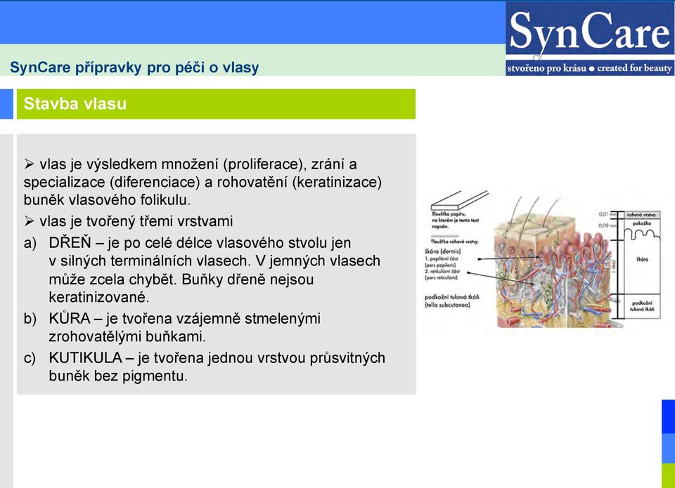 Ø vlas je tvořený třemi vrstvami a) DŘEŇ je po celé délce vlasového stvolu jen v silných terminálních vlasech.