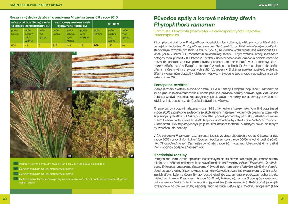 druhů rodu Phytophthora napadajících lesní dřeviny je v EU po fytosanitární stránce nejvíce sledována Phytophthora ramorum.