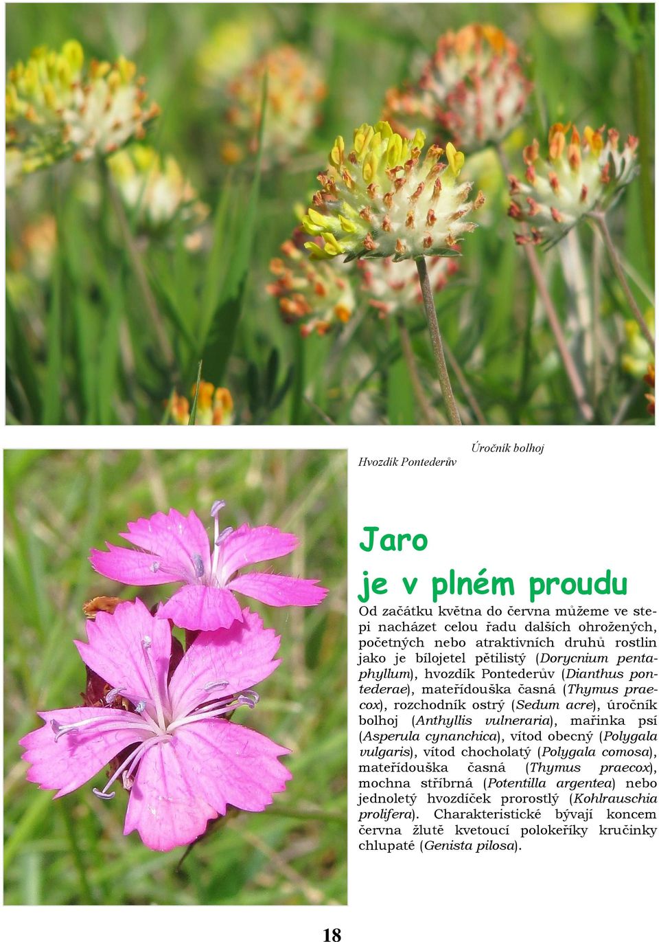 (Anthyllis vulneraria), mařinka psí (Asperula cynanchica), vítod obecný (Polygala vulgaris), vítod chocholatý (Polygala comosa), mateřídouška časná (Thymus praecox), mochna stříbrná