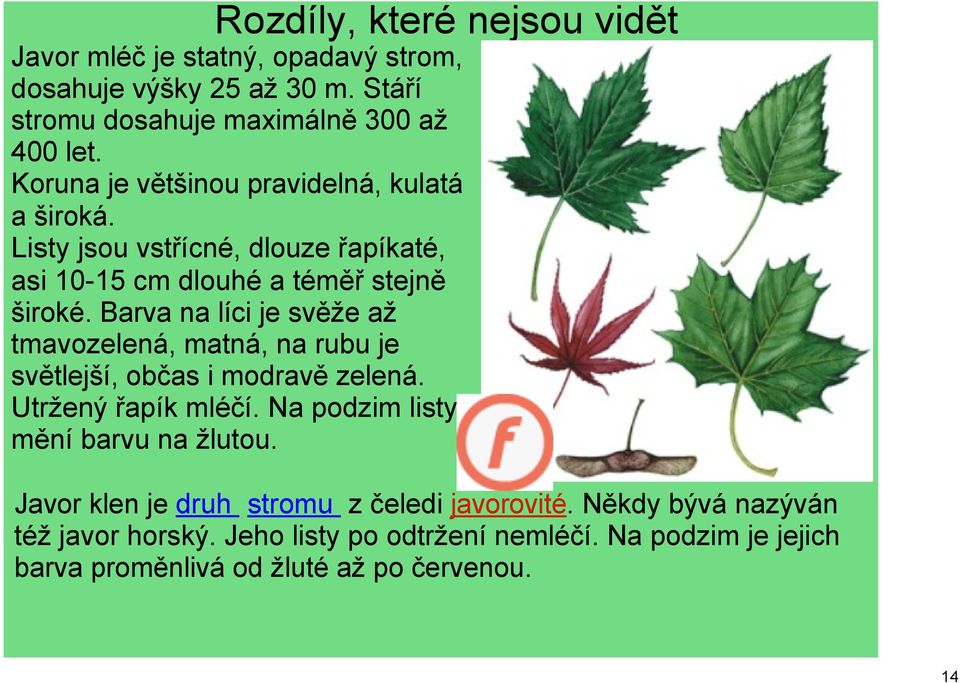 Barva na líci je svěže až tmavozelená, matná, na rubu je světlejší, občas i modravě zelená. Utržený řapík mléčí. Na podzim listy mění barvu na žlutou.