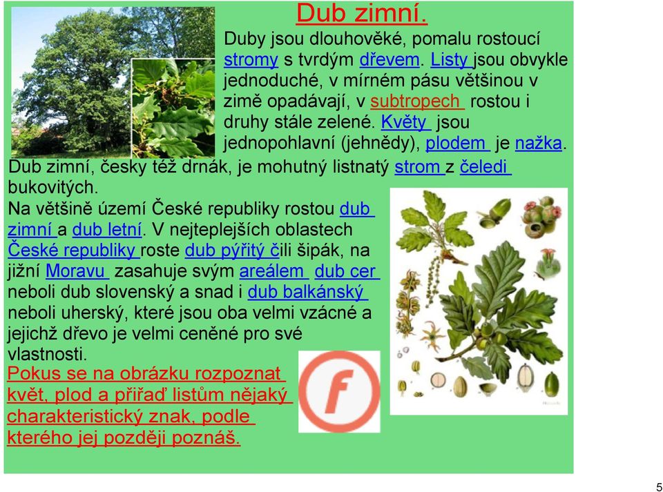 V nejteplejších oblastech České republiky roste dub pýřitý čili šipák, na jižní Moravu zasahuje svým areálem dub cer neboli dub slovenský a snad i dub balkánský neboli uherský, které jsou