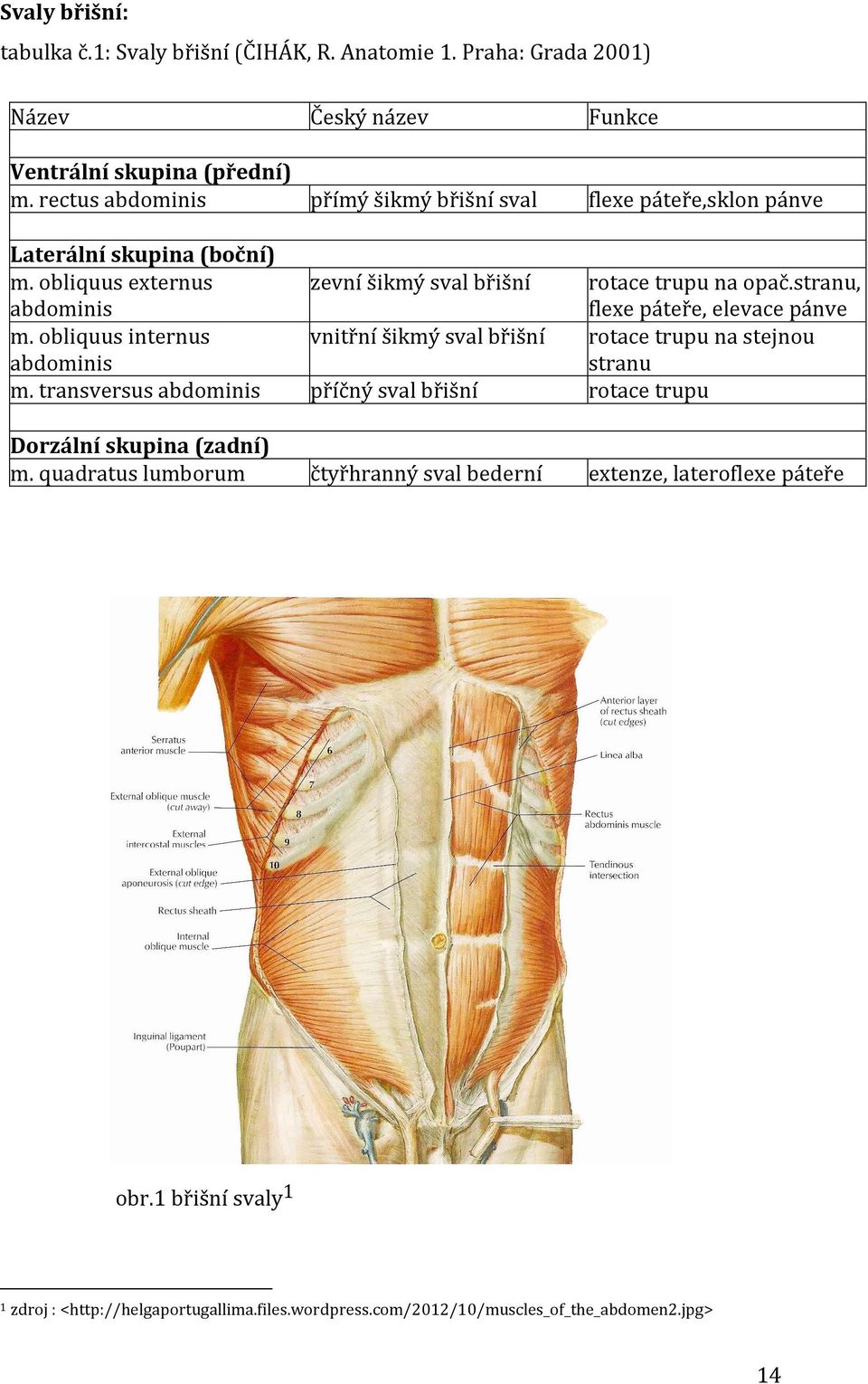 stranu, flexe páteře, elevace pánve m. obliquus internus abdominis vnitřní šikmý sval břišní rotace trupu na stejnou stranu m.