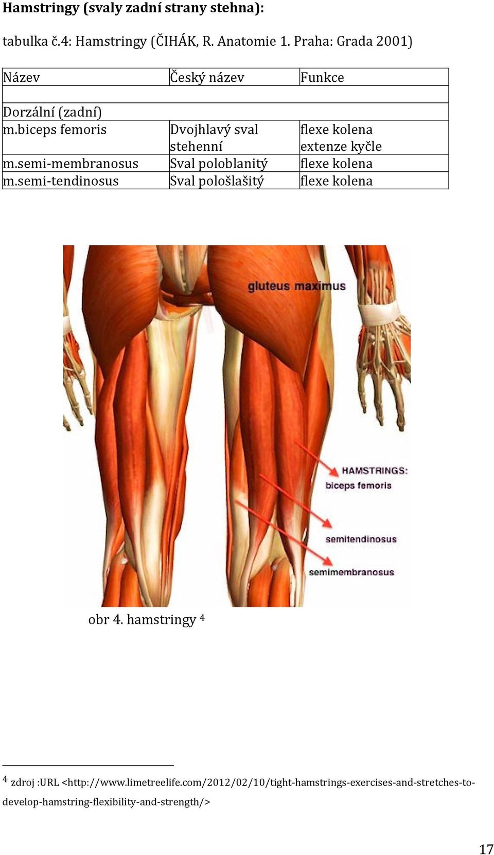 biceps femoris Dvojhlavý sval stehenní flexe kolena extenze kyčle m.semi-membranosus Sval poloblanitý flexe kolena m.