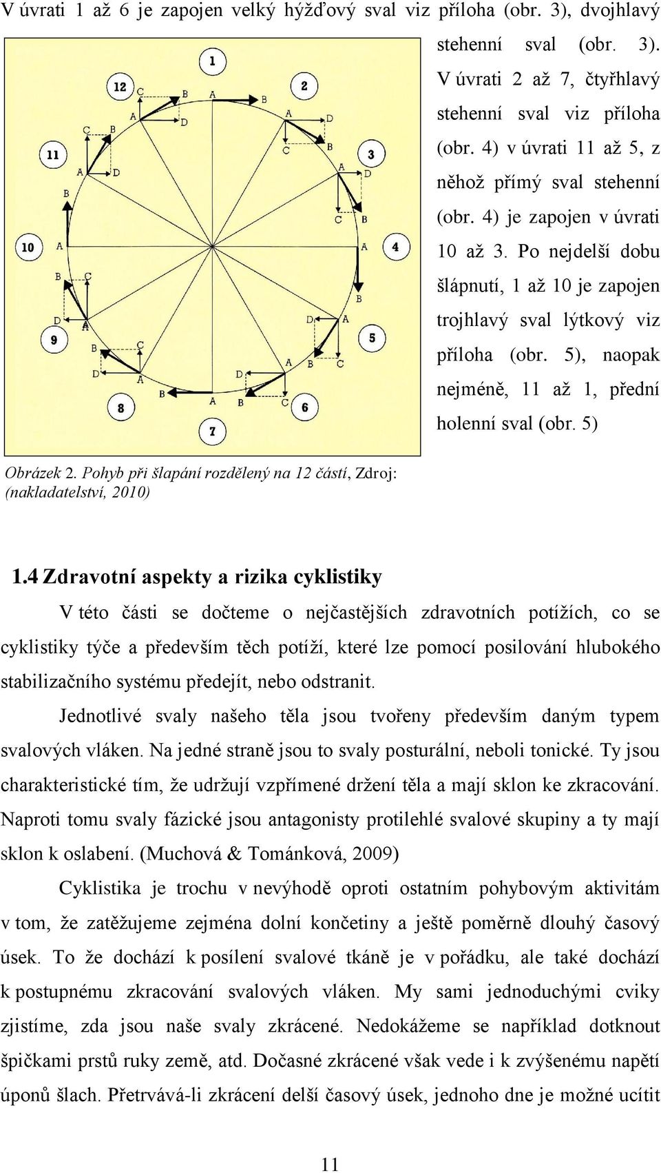 5), naopak nejméně, 11 až 1, přední holenní sval (obr. 5) Obrázek 2. Pohyb při šlapání rozdělený na 12 částí, Zdroj: (nakladatelství, 2010) 1.