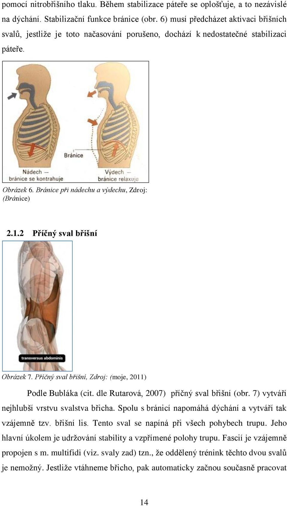 2 Příčný sval břišní Obrázek 7. Příčný sval břišní, Zdroj: (moje, 2011) Podle Bubláka (cit. dle Rutarová, 2007) příčný sval břišní (obr. 7) vytváří nejhlubší vrstvu svalstva břicha.