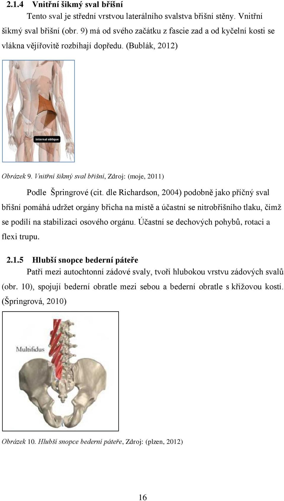 dle Richardson, 2004) podobně jako příčný sval břišní pomáhá udržet orgány břicha na místě a účastní se nitrobřišního tlaku, čímž se podílí na stabilizaci osového orgánu.