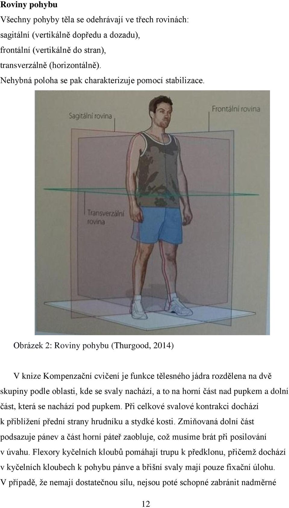 Obrázek 2: Roviny pohybu (Thurgood, 2014) V knize Kompenzační cvičení je funkce tělesného jádra rozdělena na dvě skupiny podle oblasti, kde se svaly nachází, a to na horní část nad pupkem a dolní