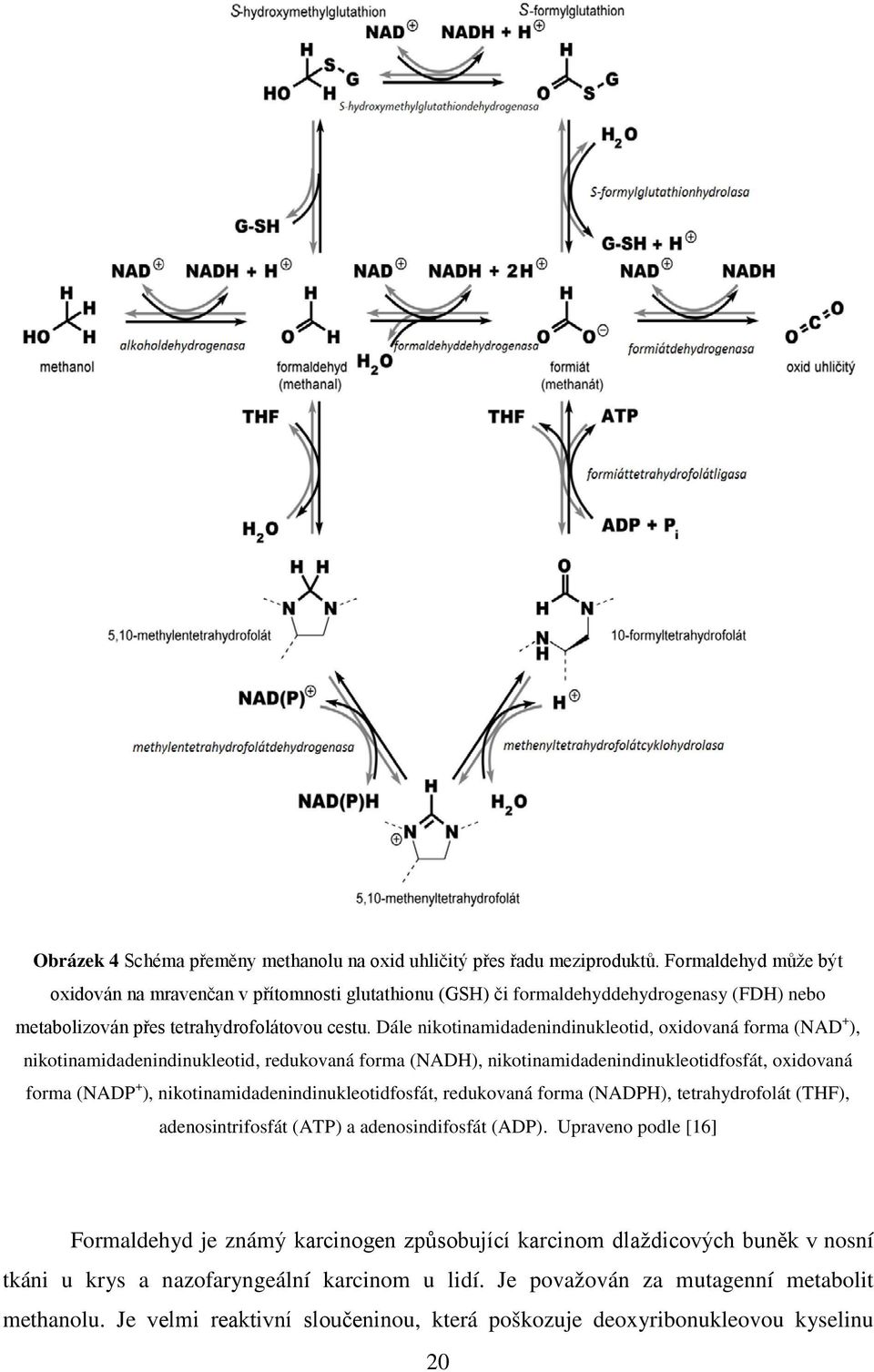 Dále nikotinamidadenindinukleotid, oxidovaná forma (NAD + ), nikotinamidadenindinukleotid, redukovaná forma (NADH), nikotinamidadenindinukleotidfosfát, oxidovaná forma (NADP + ),