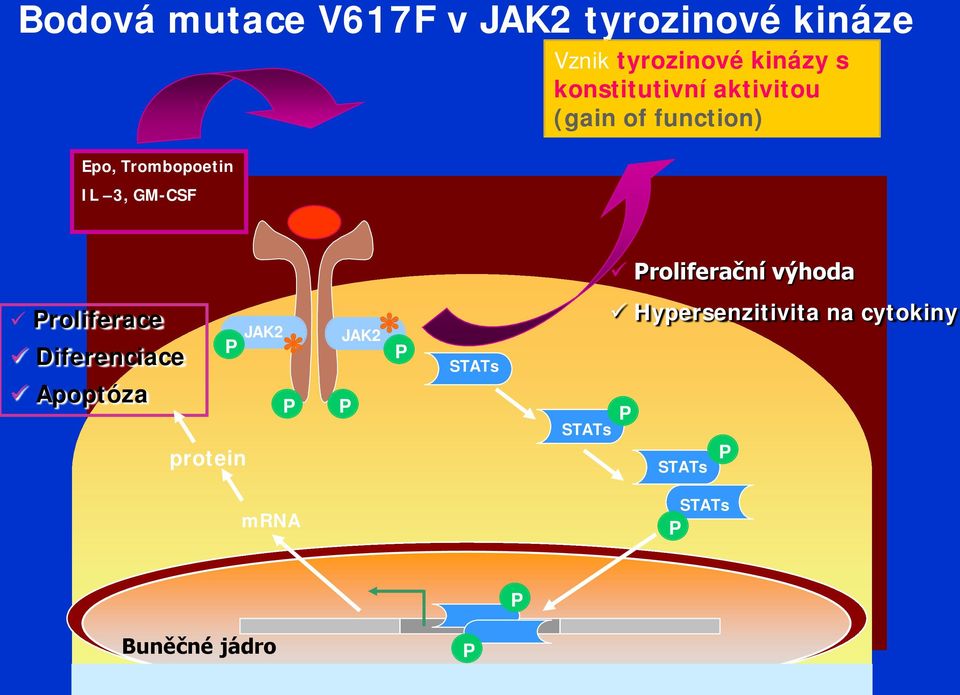 Proliferační výhoda Proliferace Diferenciace Apoptóza P P JAK2 P P protein P P