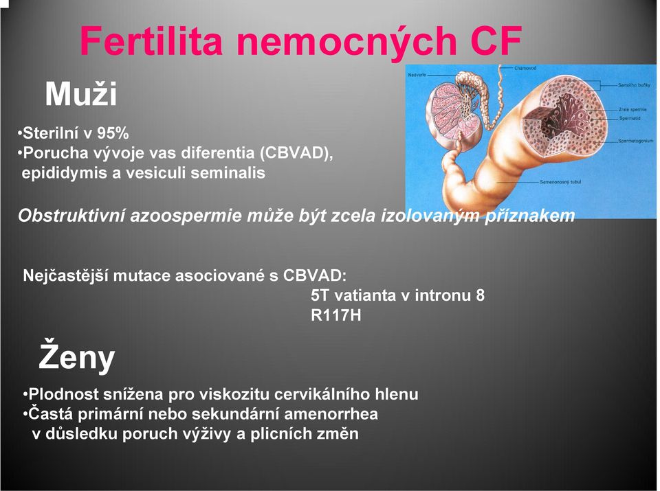 mutace asociované s CBVAD: 5T vatianta v intronu 8 R117H Ženy Plodnost snížena pro viskozitu