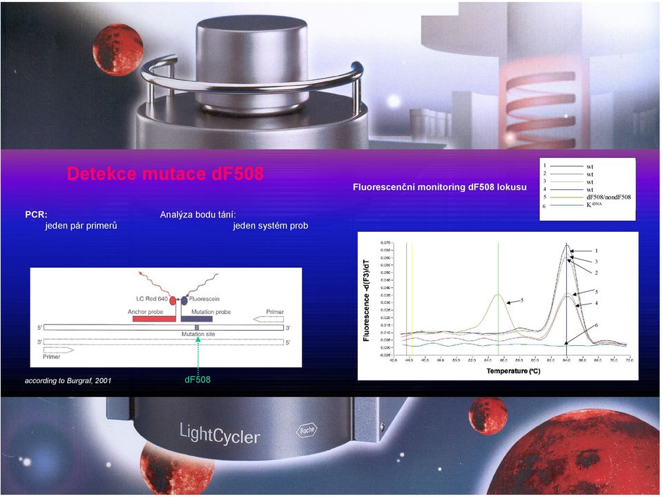 wt df508/nondf508 K-DNA Analýza bodu tání: jeden