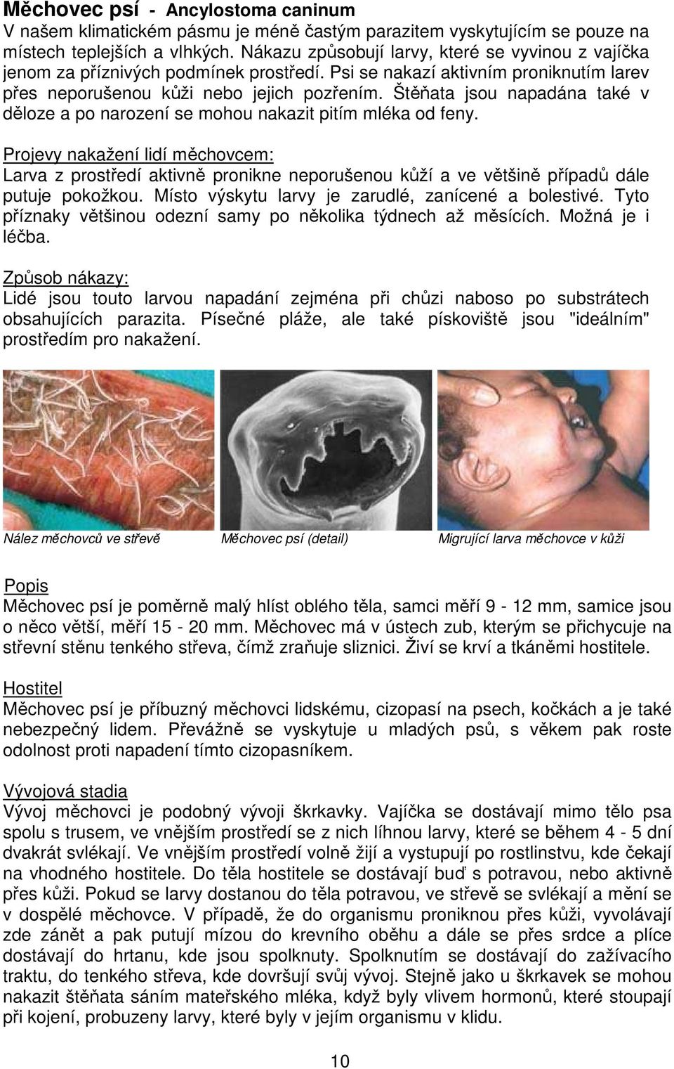 Štěňata jsou napadána také v děloze a po narození se mohou nakazit pitím mléka od feny.