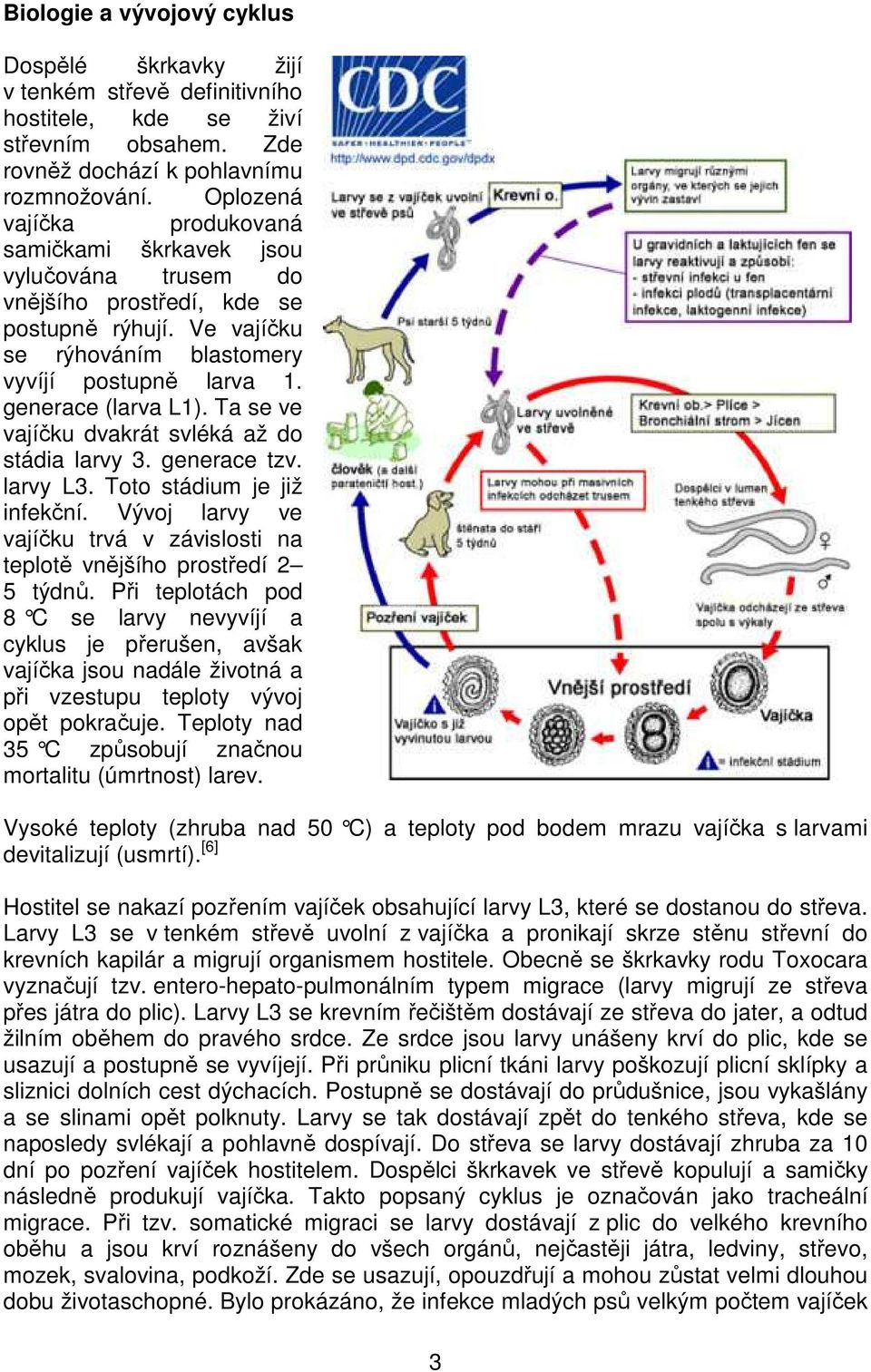 Ta se ve vajíčku dvakrát svléká až do stádia larvy 3. generace tzv. larvy L3. Toto stádium je již infekční. Vývoj larvy ve vajíčku trvá v závislosti na teplotě vnějšího prostředí 2 5 týdnů.