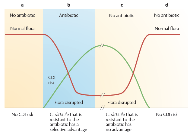 Obr. 4: Vliv antibiotik na střevní mikroflóru a s ním spojené riziko vzniku CDAD. Pacienti jsou k CDAD rezistentní, kdyţ jejich střevní mikroflóra není oslabena podáváním antibiotik (a).