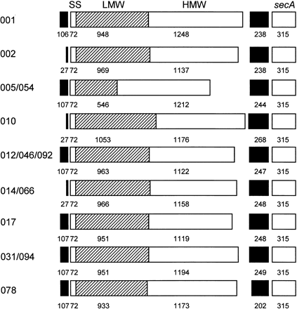 vykazuje značnou sekvenční variabilitu a pouţívá se k molekulární typizaci (Calabi et al., 2001). Amplifikací variabilní části genu slpa vznikne produkt o délce 0,5-1 kb (Karjalainen et al.