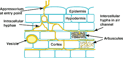 Endomykorrhiza Přítomnost AM hub v půdě či v kořenech rostlin není - na rozdíl od hub ektomykorhizních -rozpoznatelná pouhým okem, ale lze ji zjistit jen s využitím mikroskopu.