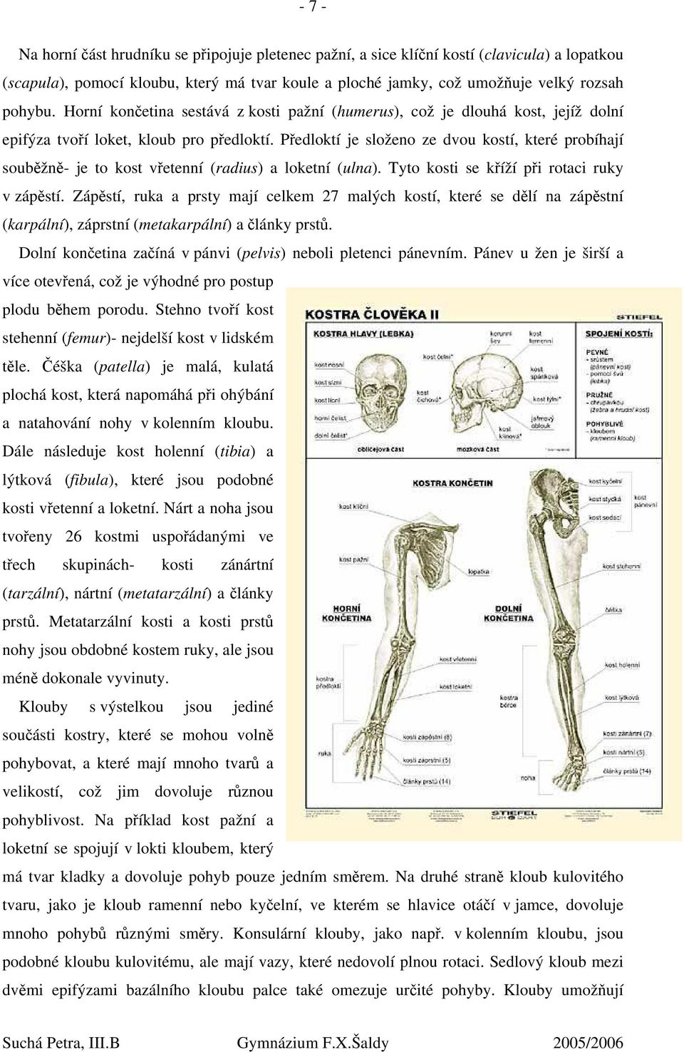 Předloktí je složeno ze dvou kostí, které probíhají souběžně- je to kost vřetenní (radius) a loketní (ulna). Tyto kosti se kříží při rotaci ruky v zápěstí.