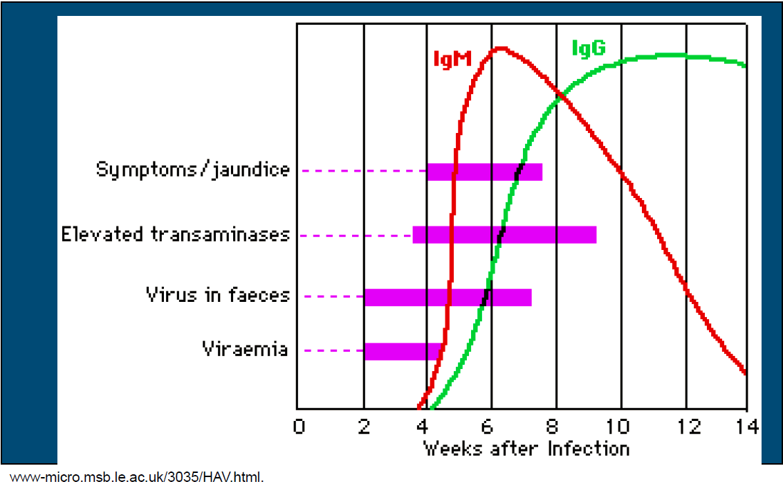 Hepatitida