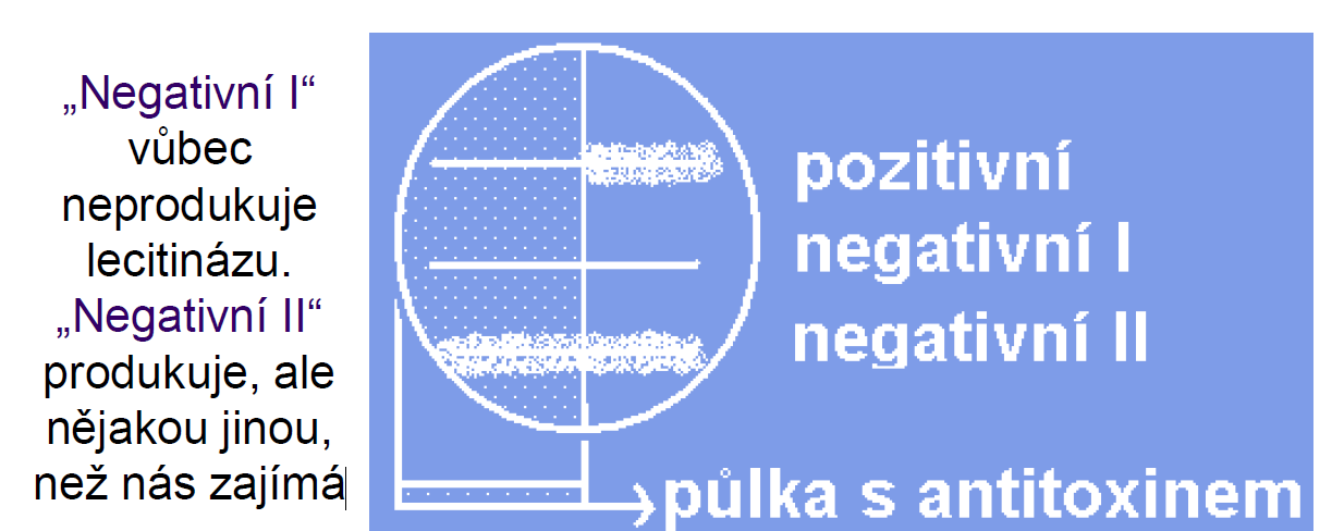 Anaeroby detekce toxinu: průkaz lecitinázy Tvorba lecitinázy se projeví precipitací kmene na žloutkovém agaru.