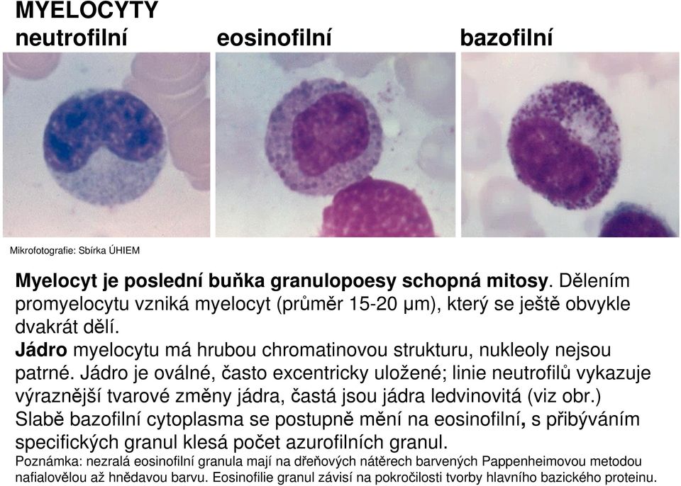 Jádro je oválné, často excentricky uložené; linie neutrofilů vykazuje výraznější tvarové změny jádra, častá jsou jádra ledvinovitá (viz obr.