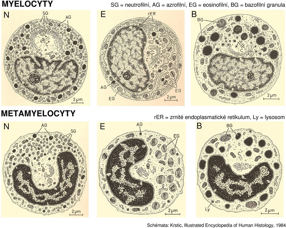 rer = zrnité endoplasmatické retikulum, Ly = lysosom E B