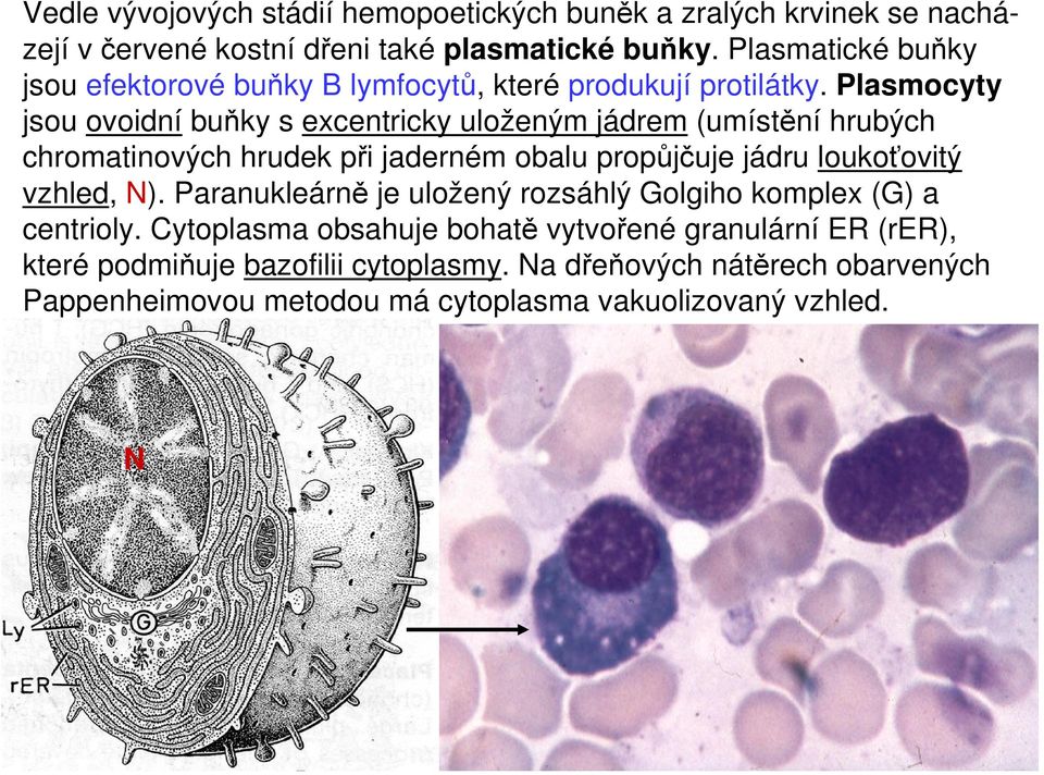 Plasmocyty jsou ovoidní buňky s excentricky uloženým jádrem (umístění hrubých chromatinových hrudek při jaderném obalu propůjčuje jádru loukoťovitý