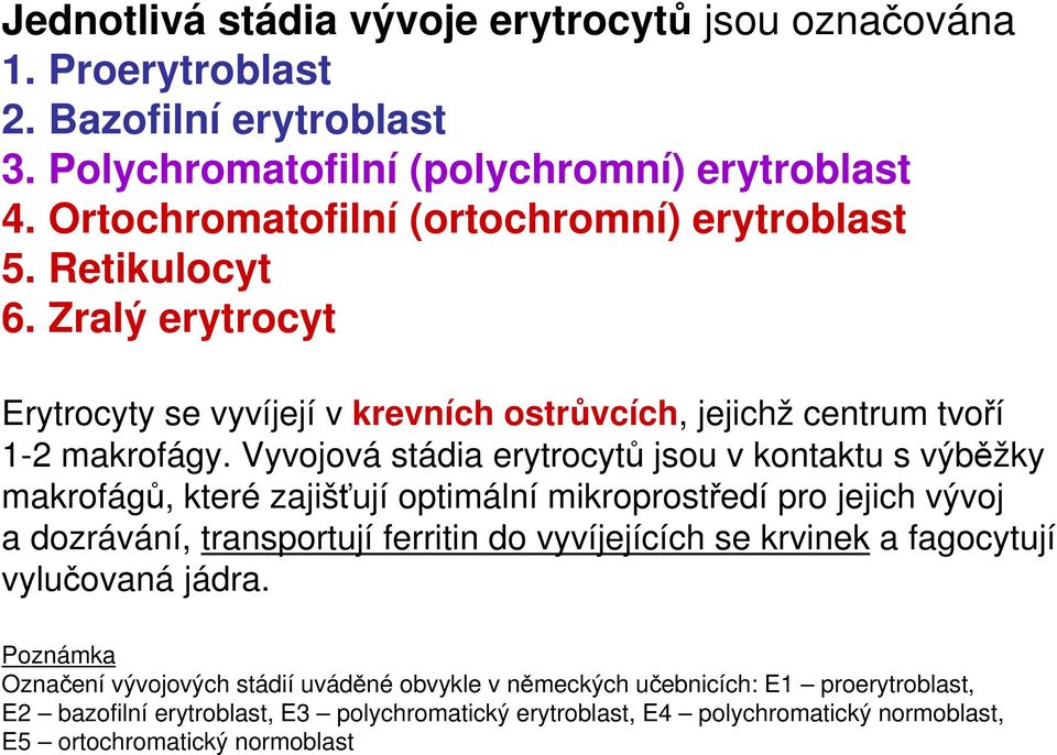 Vyvojová stádia erytrocytů jsou v kontaktu s výběžky makrofágů, které zajišťují optimální mikroprostředí pro jejich vývoj a dozrávání, transportují ferritin do vyvíjejících se krvinek