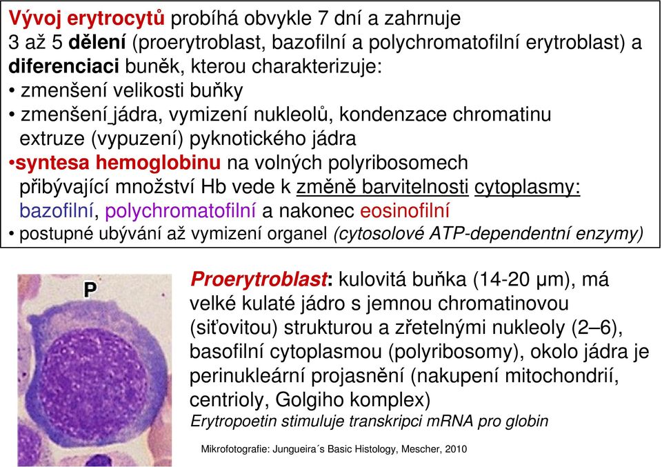 cytoplasmy: bazofilní, polychromatofilní a nakonec eosinofilní postupné ubývání až vymizení organel (cytosolové ATP-dependentní enzymy) Proerytroblast: kulovitá buňka (14-20 µm), má velké kulaté