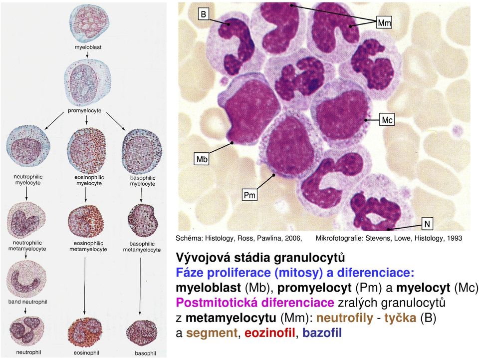 myeloblast (Mb), promyelocyt (Pm) a myelocyt (Mc) Postmitotická diferenciace