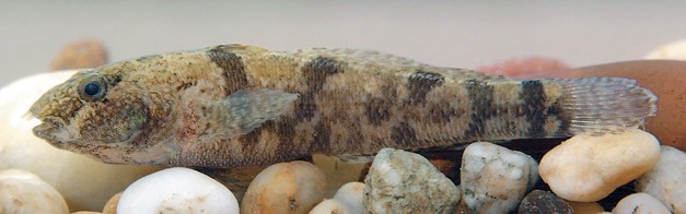 hlavačka skvrnitá - Proterorhinus marmoratus - 5-10 cm, vřetenovité