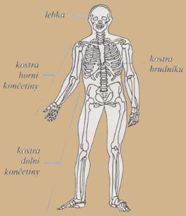 LIDSKÁ KOSTRA Představuje soubor kostí, chrupavek a vazů, které dohromady vytvářejí pevnou, pasivně pohyblivou oporu těla, na niž se upínají svaly.