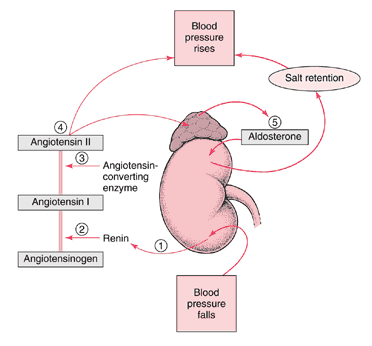 Kortizol - profil & regulace Steroidní receptor aktivace receptoru conformační změny a uvolnění z inhibičního komplexu s Hsp90, 56, 70 homodimerizace vazba na hormonresponsivní elementy (HREs) krátké