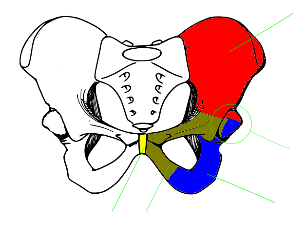 kostra dolní končetiny - lokomoce, nese hmotnost celého těla, kosti velmi silné pletenec dolní končetiny pánev (pelvis) - kosti pánevní + kost křížová kost pánevní (os coxae) - kost kyčelní (os