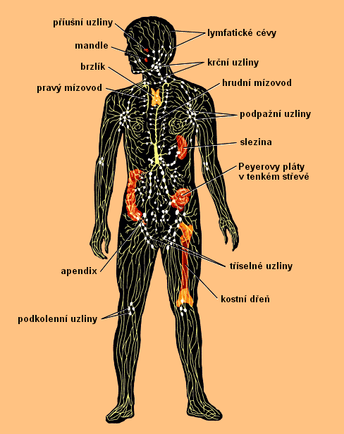 Anatomie lymfatického systému Lymfatický neboli mízní systém 1) vrací lymfu do oběhového systému, 2) plní řadu dalších úkolů. Je jednosměrný.