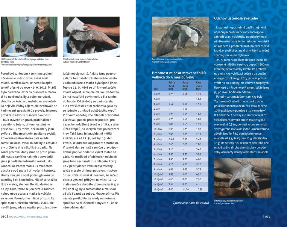 Mládě mravenečníka velkého Myrmecophaga tridactyla jsme pravidelně vážili /We monitored the weight of the young Giant Anteater regularly/ Porod byl vzhledem k termínu spojení očekáván o měsíc dříve,