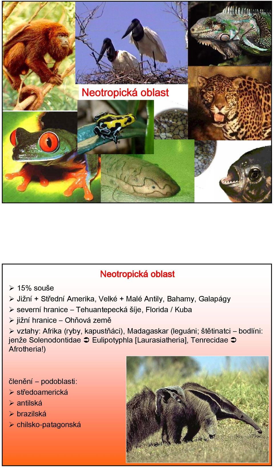 (ryby, kapustňáci), Madagaskar (leguáni; štětinatci bodlíni: jenže Solenodontidae Eulipotyphla