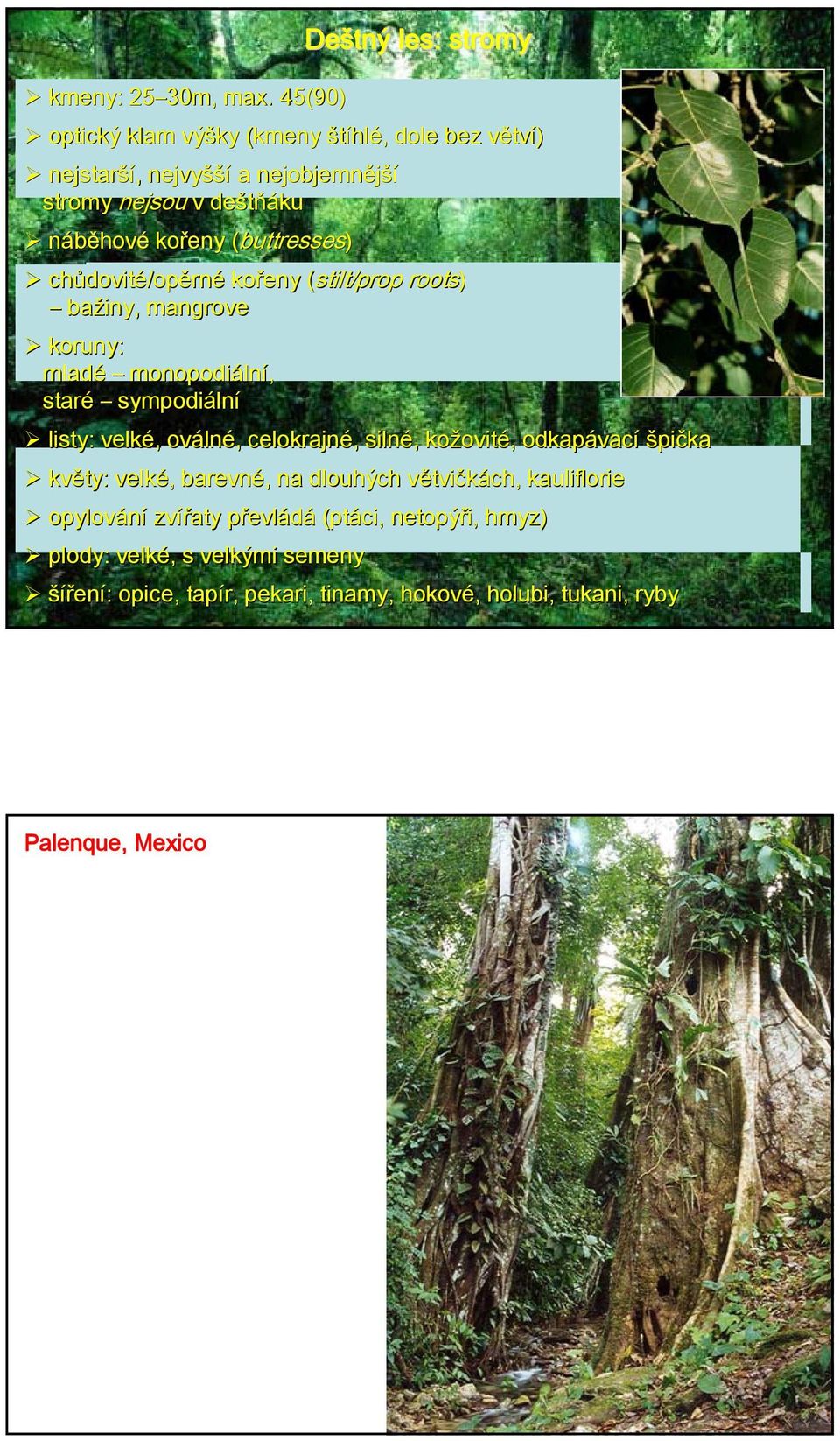 (buttresses chůdovité/opěrné kořeny ( (stilt/prop roots) bažiny, mangrove koruny: mladé monopodiální, staré sympodiální listy: velké,, ováln lné,, celokrajné,,