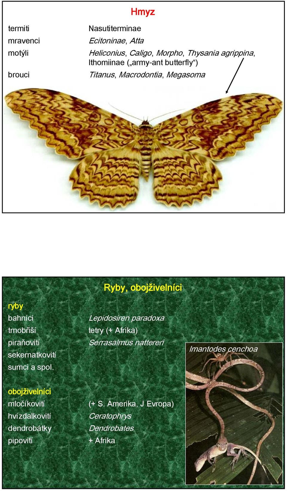 sekernatkovití sumci a spol.